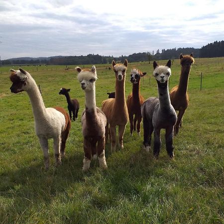 Apartment On An Alpaca Farm In Kierspe Esterno foto